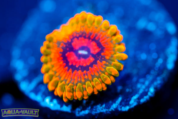 Grand Master Krak Zoa