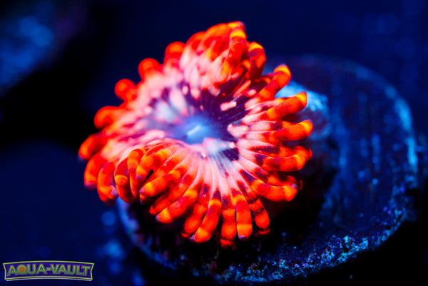 Utter Chaos Zoa