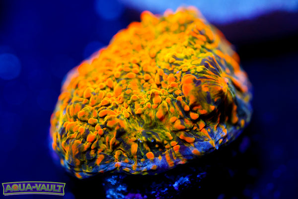 WWC Stellaria Chalice