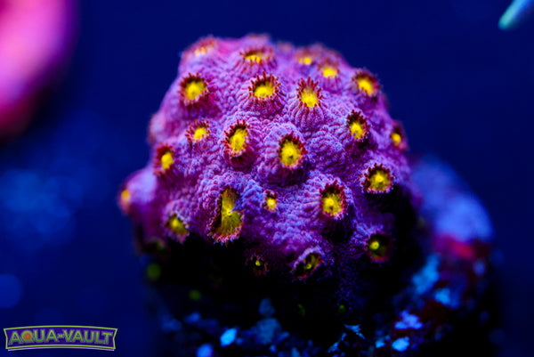 Bling Bling Cyphastrea