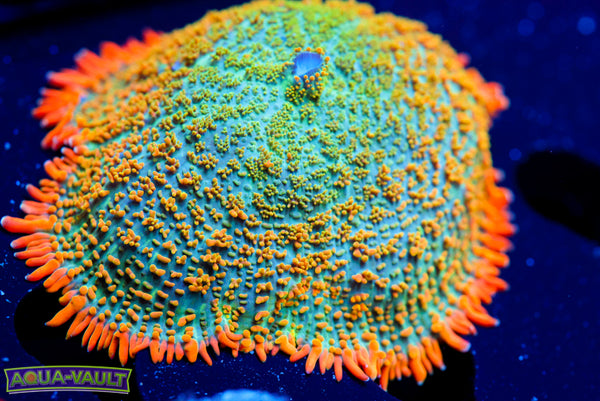 Tequila Sunrise Mushroom