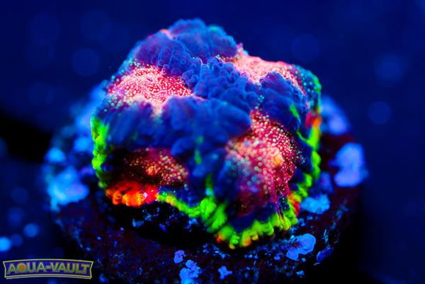 CV Rainbow Venom Favia