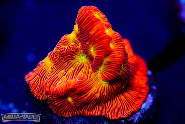 Jack o' Lantern Lepto