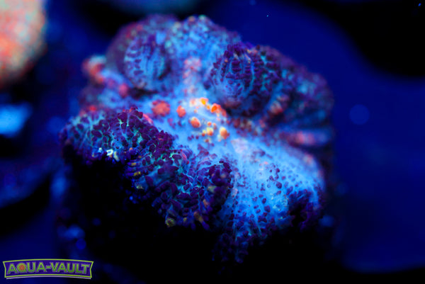 Punkin Patch Mushroom