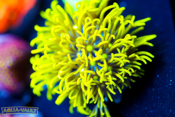 Green Star Polyp