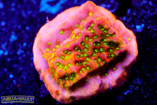 Tropic Thunder Montipora 1
