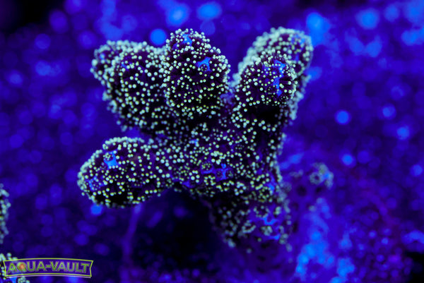 ORA Green Pocillopora Damicornis 2