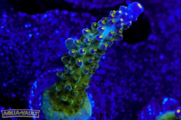 Tricolor Valida Acro 2