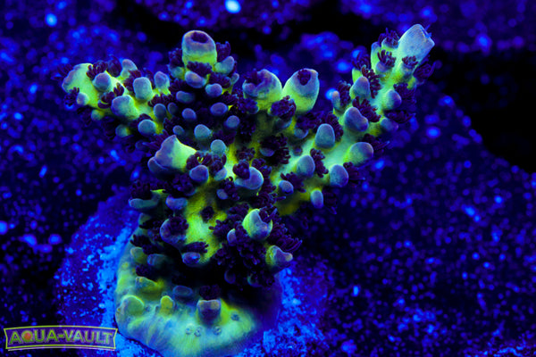 ORA Pearlberry Acro 2