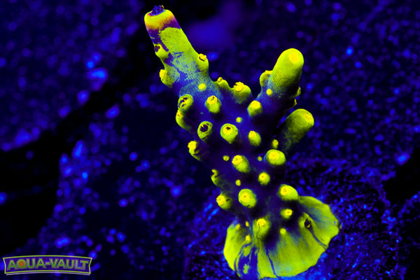 UW Spliced Foxflame Acro