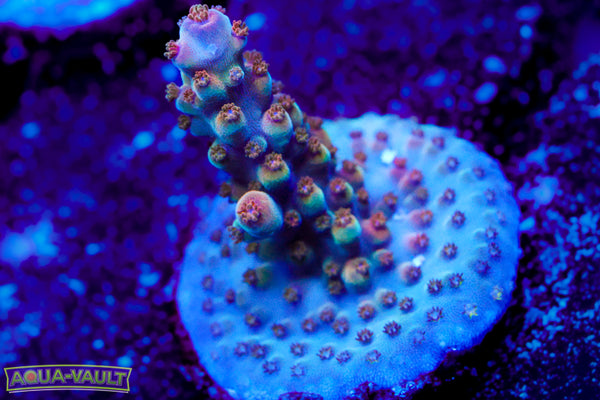 POTO Afterburner Acro 1