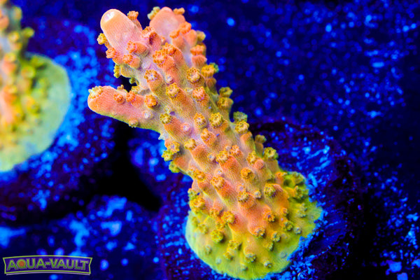 TGC Orange Creamsicle Acro 2