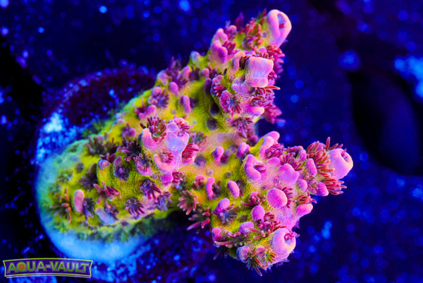 WWC Heart Breaker Acro