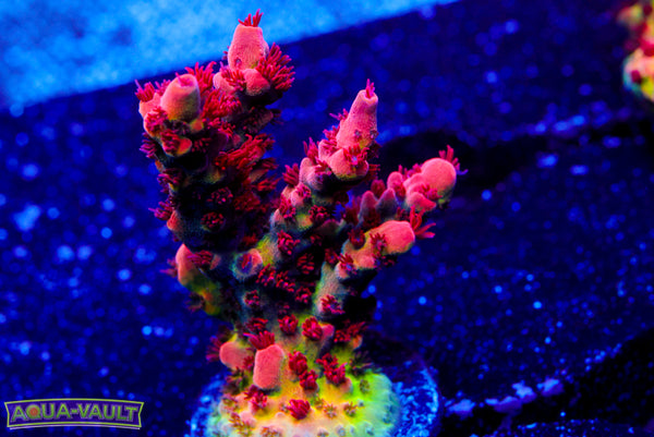 Superman Tabletop Acro 2