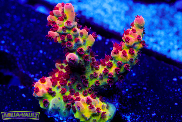 Superman Tabletop Acro 1