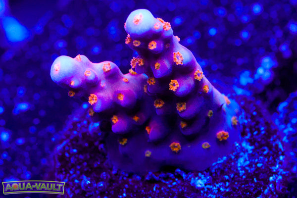 Route 66 Merlins Staff Acropora