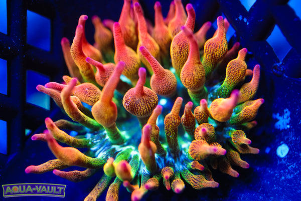 CV Rainbow Acid Trip Nem 2"