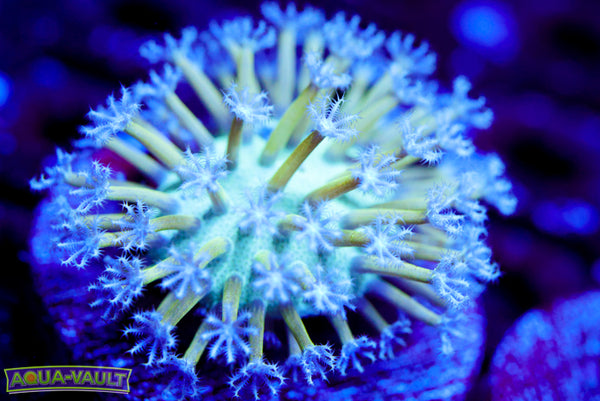 Blue Toadstool Leather