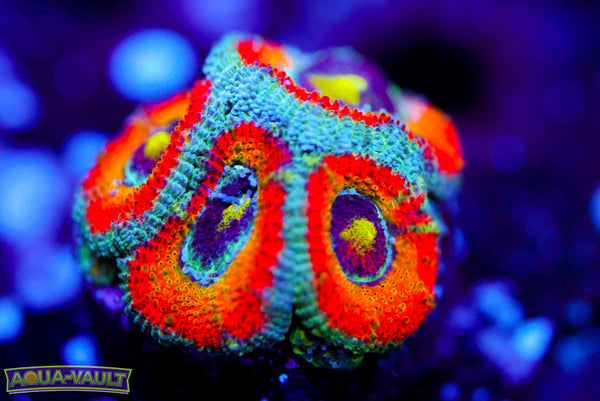 F2M Holygrail Micromussa