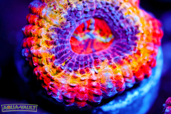 CV Gobstopper Rainbow Acan