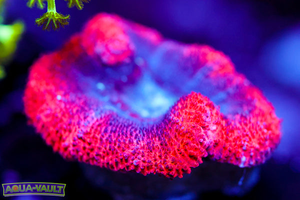 Hot Lips XL Acan