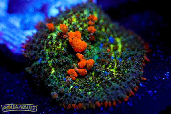 Sunkist Bounce Mushroom