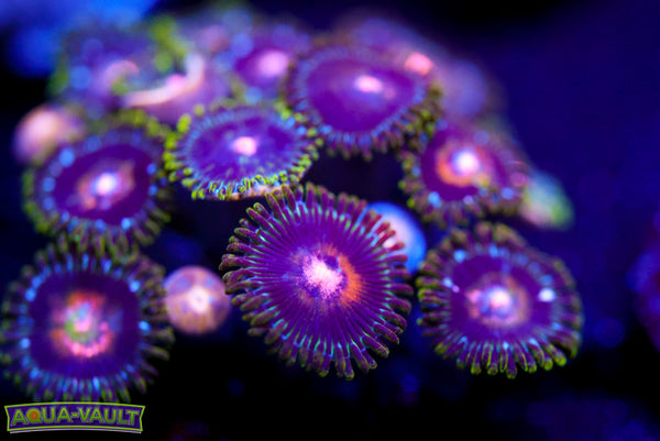 Ultra Nipple Zoa 2
