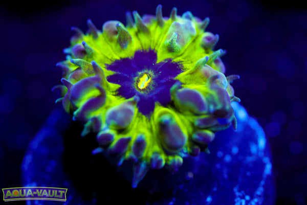 Master PPE Blasto Merletti 2