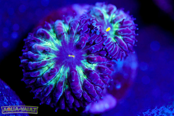 Black Raven Blasto Merletti 2