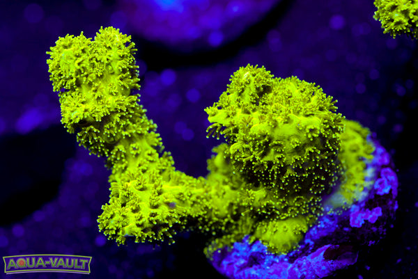 Radioactive Birdsnest 1