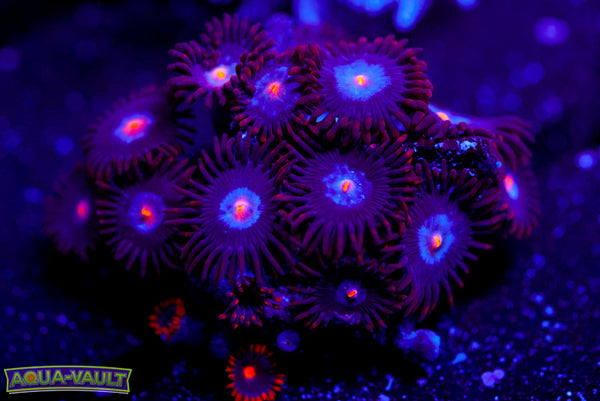 Mystique Zoa 2