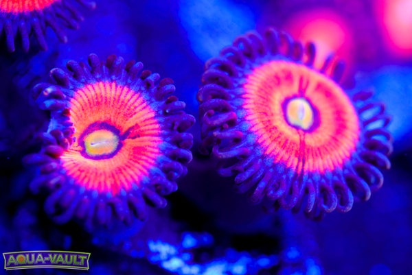 Everlasting Gobstopper Zoa 2