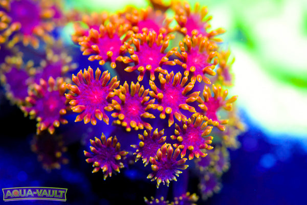 Ultra Rainbow Micro Goni 2