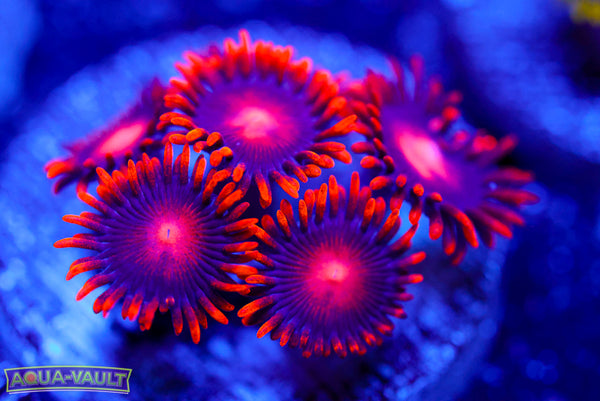 Atomic Sunrise Zoa 2