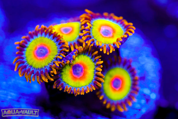 Rainbow Rasta Zoa 2