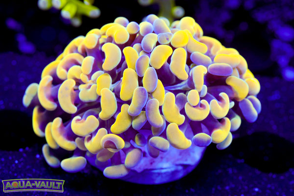 Hologram Ultra Gold Hammer