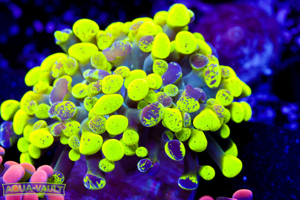 Toxic Splatter Hammer 2