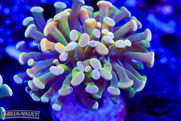 Hologram Rainbow Hammer 2