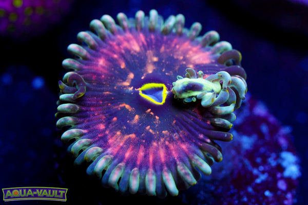 Hawaiian PE Zoa