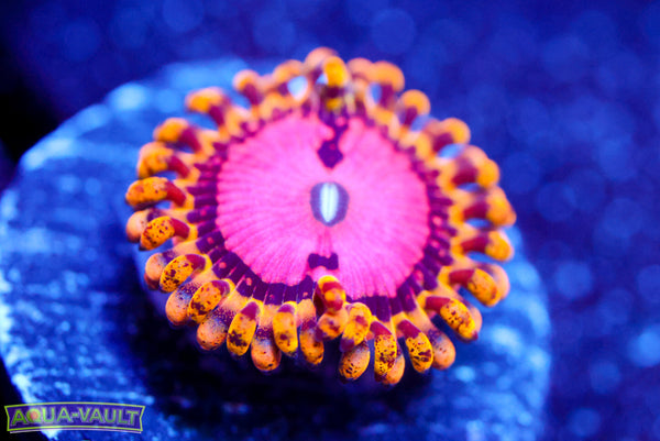 TSA Chemically Altered Zoa