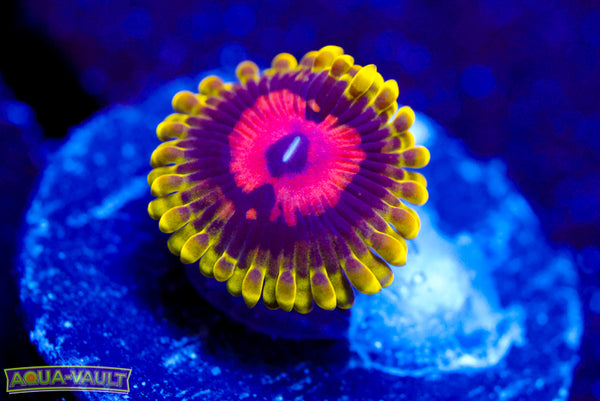Scarlet Fever Zoa