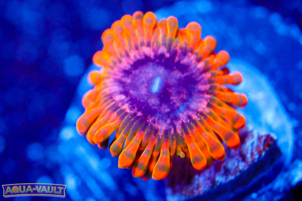 Acid Trip Zoa