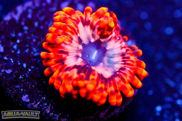 Utter Chaos Zoa 1