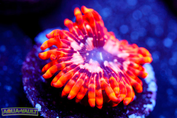 Utter Chaos Zoa 2