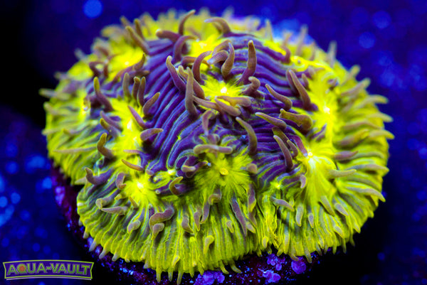 CV Stanky Dank Hydnophora 1