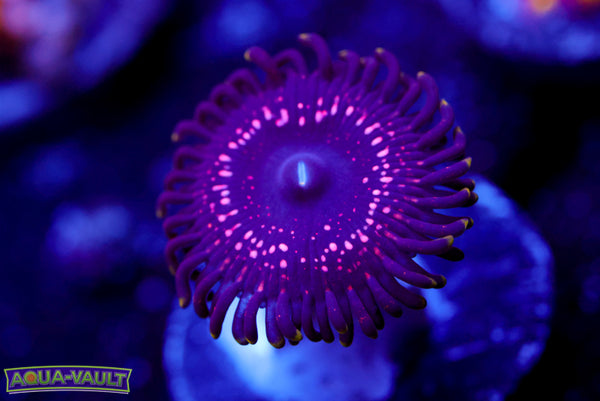 WWC Tazer Zoa