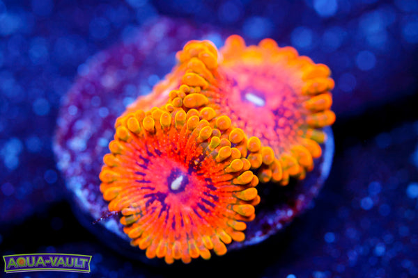 Grand Master Krakatoa Zoa