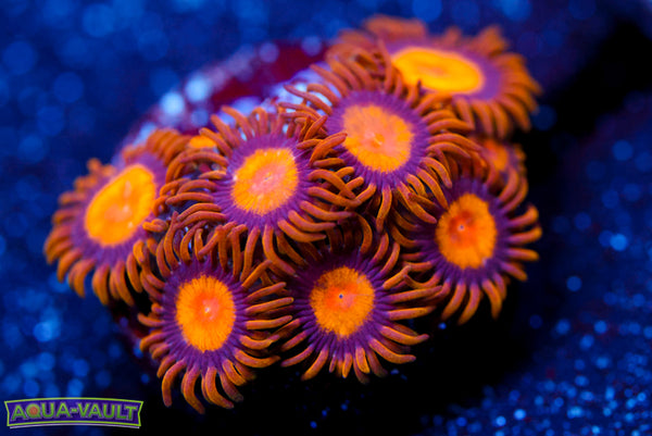 Midas Zoa