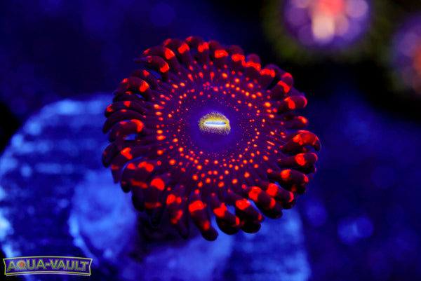 lluminati Zoa