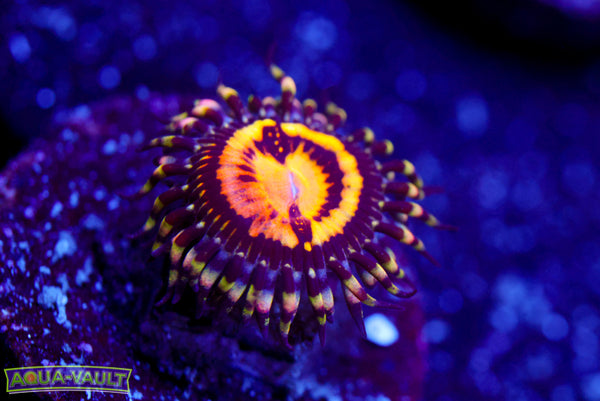 GB Butt Muncher Zoa 2